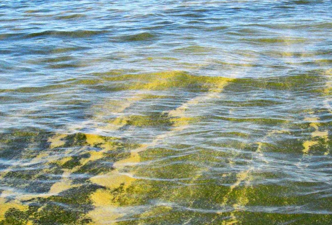 Miten tunnistan sinilevän?