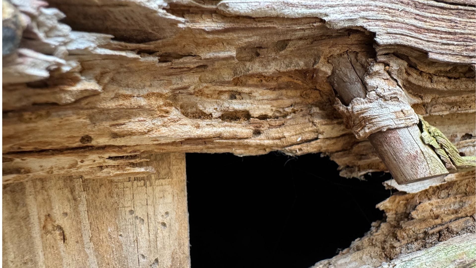 lattiasieni - Serpula lacrymans